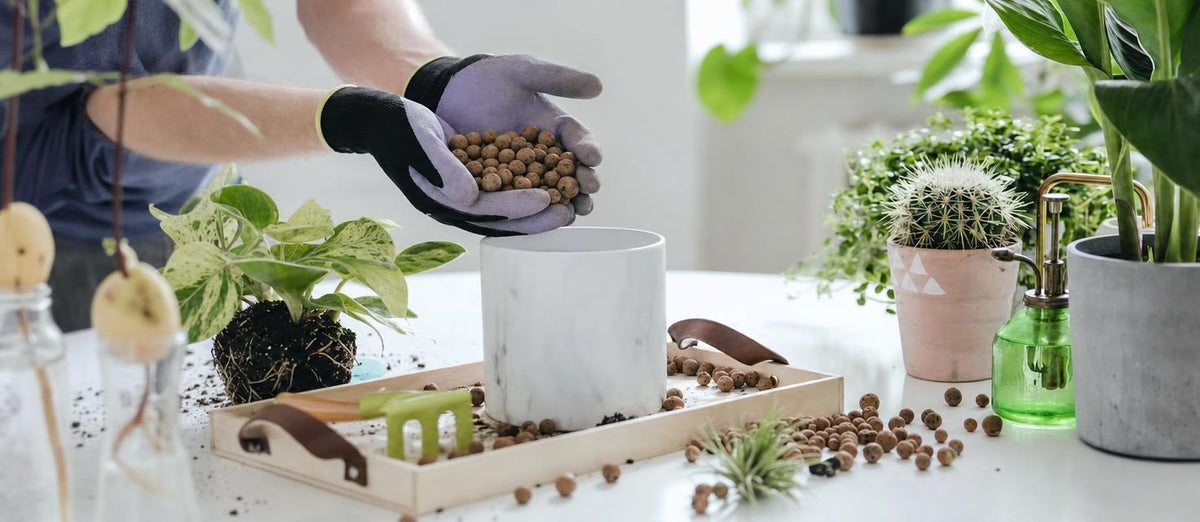 Hoe je jouw kamerplanten het beste kunt verzorgen