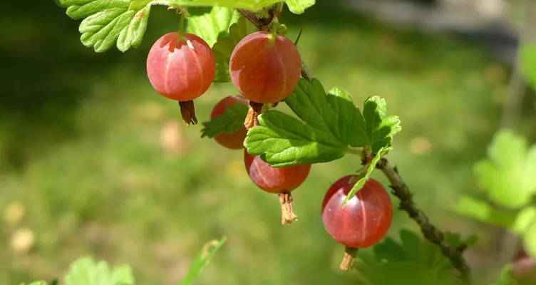 Snoeien de kruisbes (Ribes rubrum)