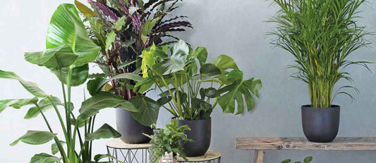 Top Kamerplanten