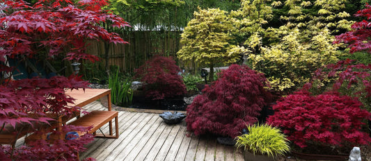 Is jouw tuin klaar voor een Indian Summer?
