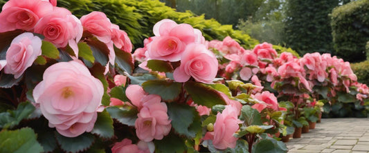 De buitenbegonia: een ideale keuze voor uw tuin