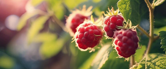 Ultieme gids voor het planten van een frambozenstruik