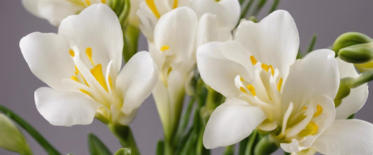 Bescherming van freesia's tegen plagen