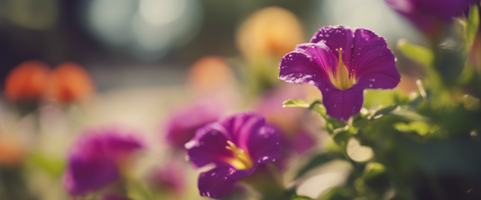 Beste meststoffen voor de calibrachoa