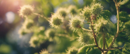 Bladhoudende heesters met kleurrijk blad voor een levendige tuin