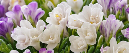 Ideaal licht voor freesia's
