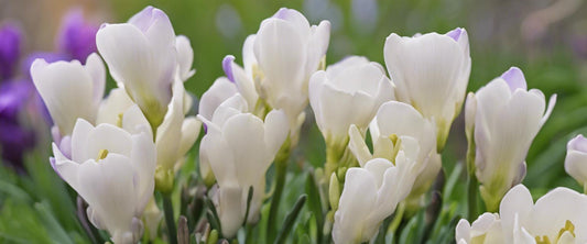 Complete gids voor het onderhoud van de freesia