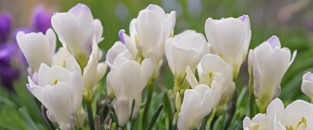 Complete gids voor het onderhoud van de freesia