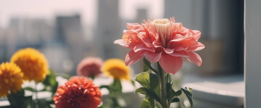 De beste geraniums voor een bloeiend balkon