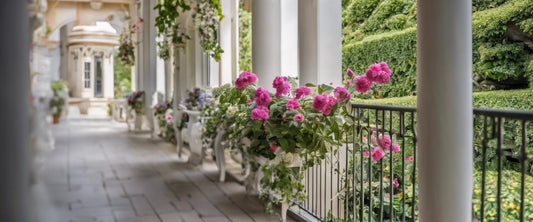 De meest resistente fuchsia's voor uw balkon