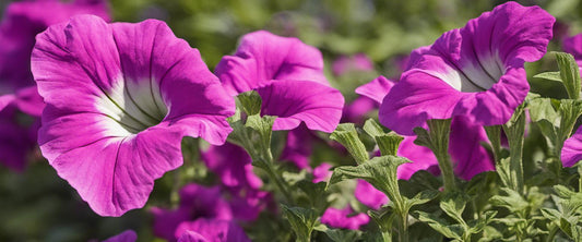 De mooiste soorten dubbele petunia's
