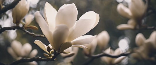 De specifieke kenmerken van de magnolia soulangeana.
