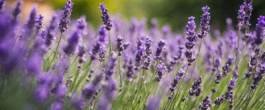 Compleet gids om lavendel in je tuin te planten.