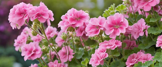 Geraniums standvastig ideaal voor elke tuin