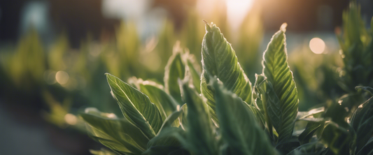 Gids voor het snoeien van planten