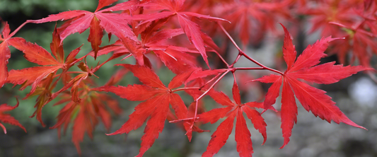 Volledige gids voor Japanse esdoorn 'Acer palmatum': kleuren, maten en verzorging