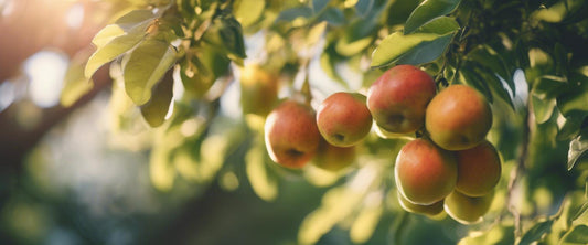 Hoe fruitbomen succesvol verkopen