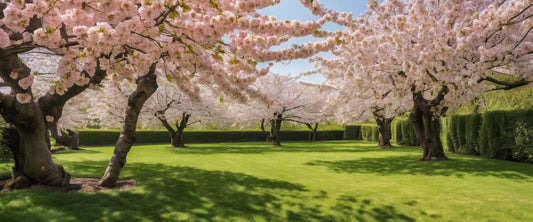 Hoe snoei je een Japanse kersenboom