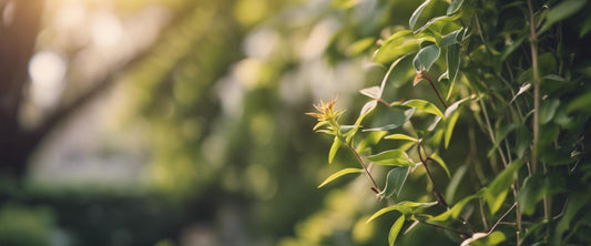 Hoe te strijden tegen plagen bij klimplanten