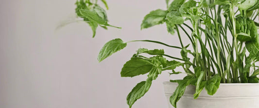 Hoe teelt u aromatische planten thuis