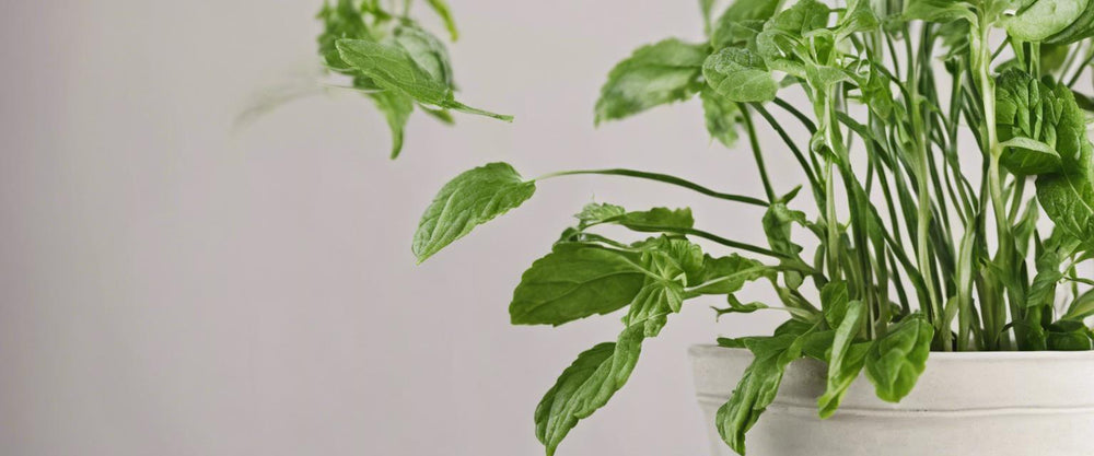 Hoe teelt u aromatische planten thuis