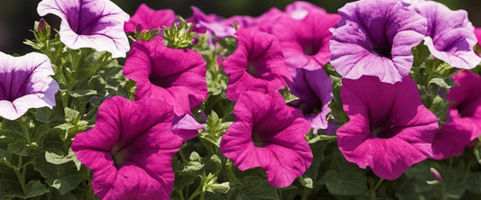 Hoe u uw petunia's kunt snoeien voor optimale bloei