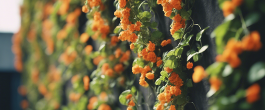 Ideale Klimplanten om uw Terras te Verfraaien