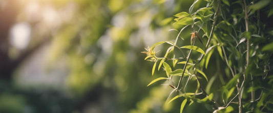 Identificatie en behandeling van ziekten bij klimplanten.