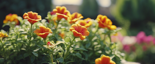 Identificeer en behandel ziektes van de calibrachoa in je tuin