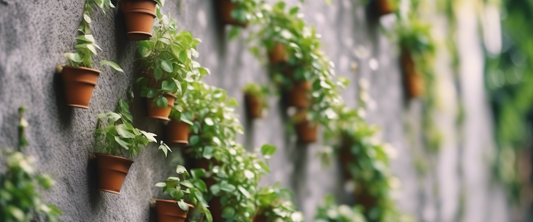 Klimplanten ideeën en advies