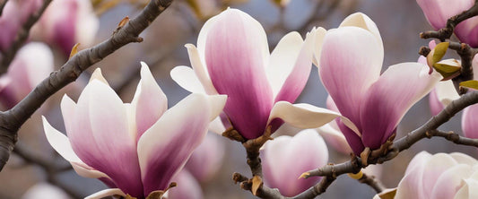 Magnolia stellata: Complete gids
