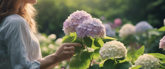 Stapsgewijze handleiding voor het planten  van een hortensia