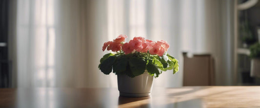 Versier je huis met binnenbegonia's