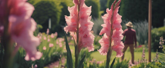 Volledige gids voor het planten van gladiolen