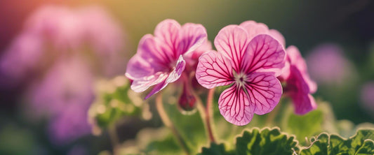 Waarom hebben uw geraniums gele bladeren