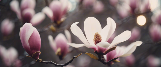 Welke meststof moet je gebruiken voor je magnolia's