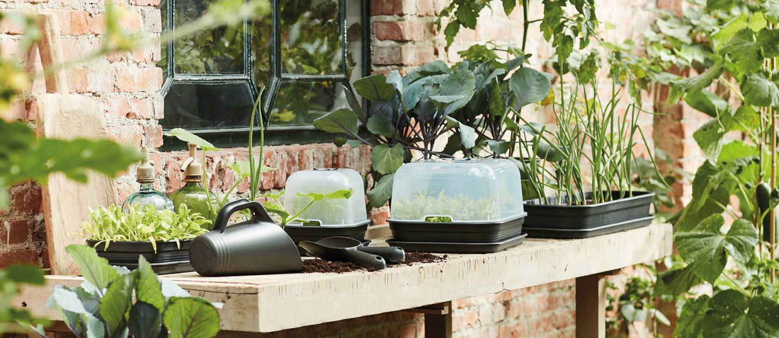 Voorzaaien: begin binnen met de moestuin voor een smaakvolle oogst