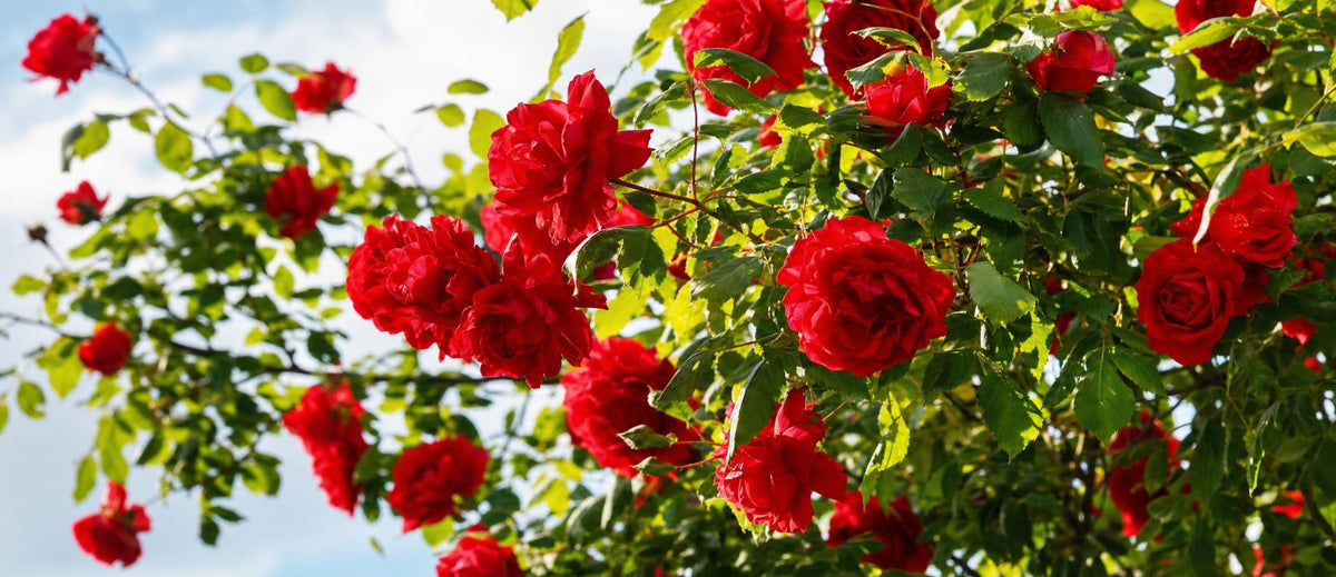 Rozen snoeien: hoe en wanneer?