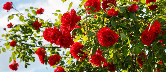 Rozen snoeien: hoe en wanneer?