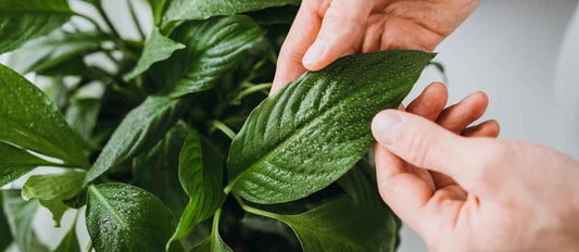 10 dingen die je nog niet wist over het verzorgen van je kamerplanten