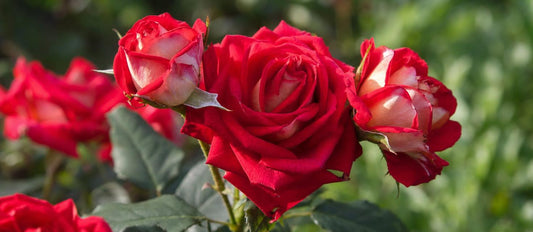 Rozen planten: hoe en wanneer?