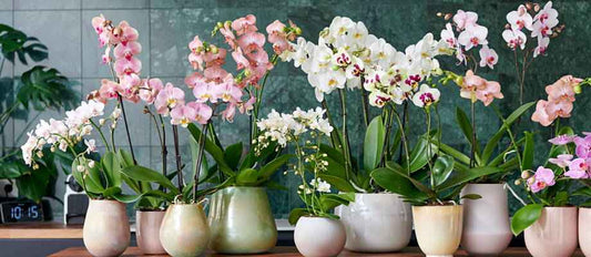 Orchideeën: de kleurrijke pracht van jouw huiskamer