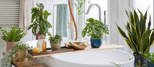 Deze 5 planten zijn perfect voor in jouw badkamer