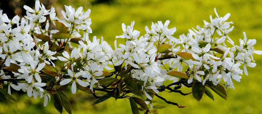 Snoeien van de krentenboom