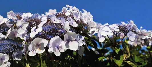 Snoeien de fluweelhortensia