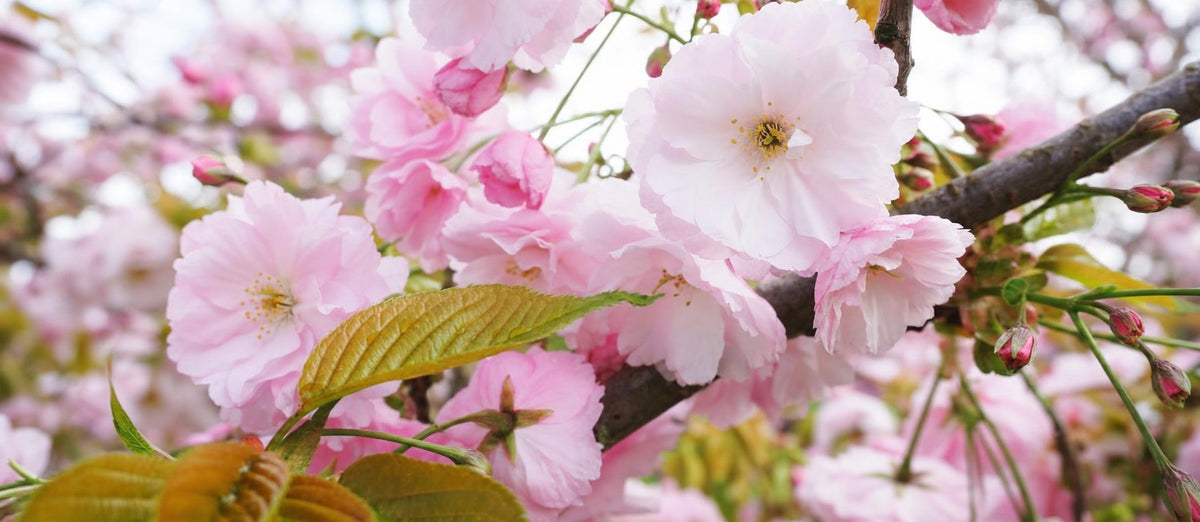 Snoeien de Japanse sierkers (Prunus)