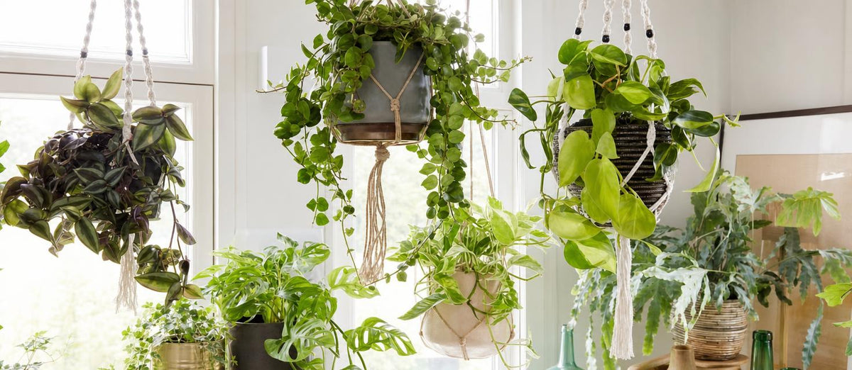 Hangplanten: hippe én handige groentrend