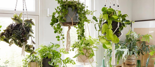 Hangplanten: hippe én handige groentrend