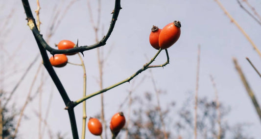 Snoeien de wilde takken bij rozen
