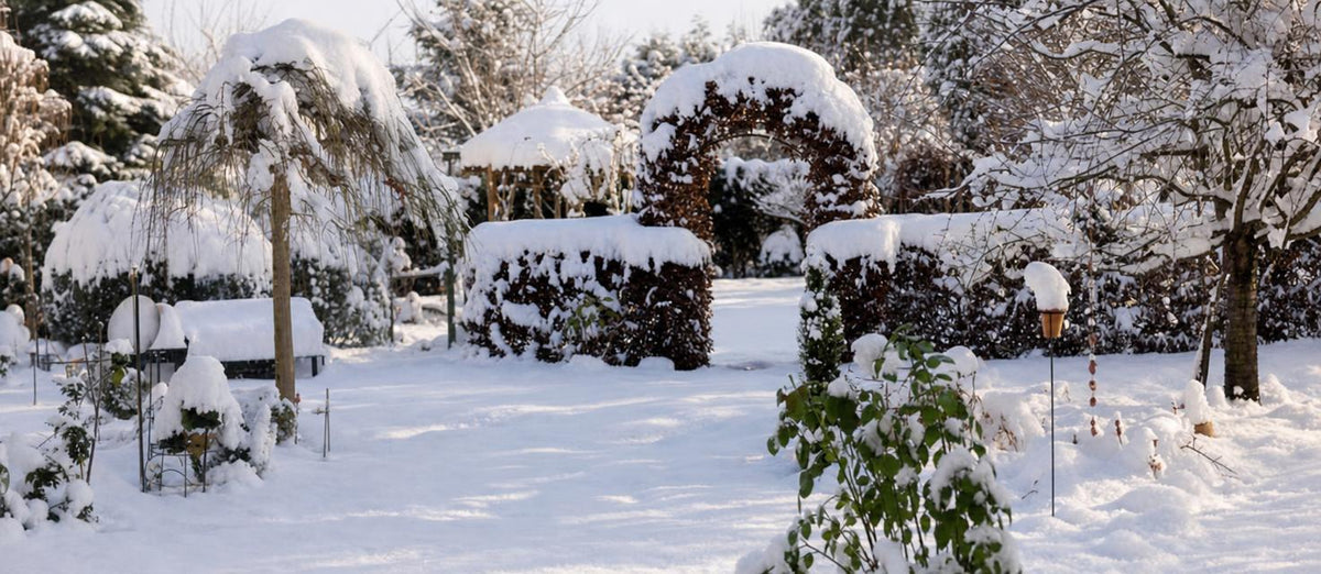 Top winterharde planten die jouw tuin opfleuren in het najaar